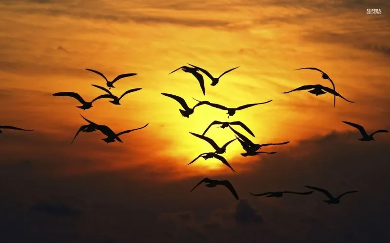 Lienzo cuadro Bandada de Aves Volando