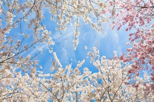 Lienzo cuadro cerezos japones en flor