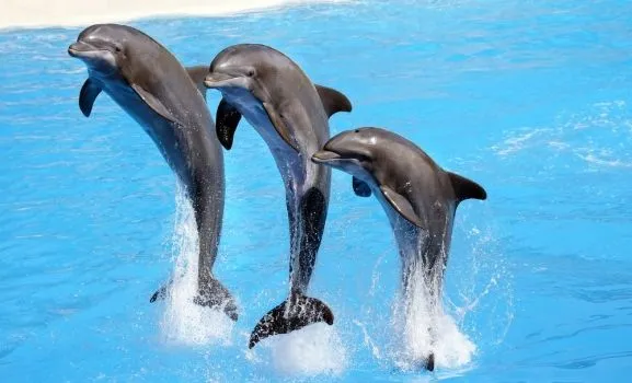Delfines_saltando_ ...