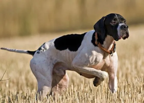 Lienzo cuadro Perro de caza