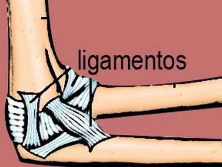 Ligamentos