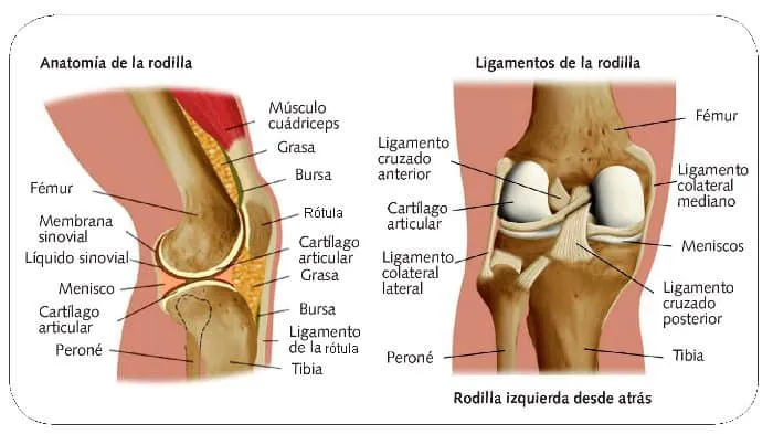 Qué son los ligamentos? | Curiosoando