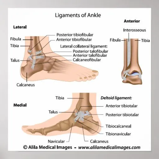 Ligamentos del tobillo, etiquetados dibujo poster | Zazzle