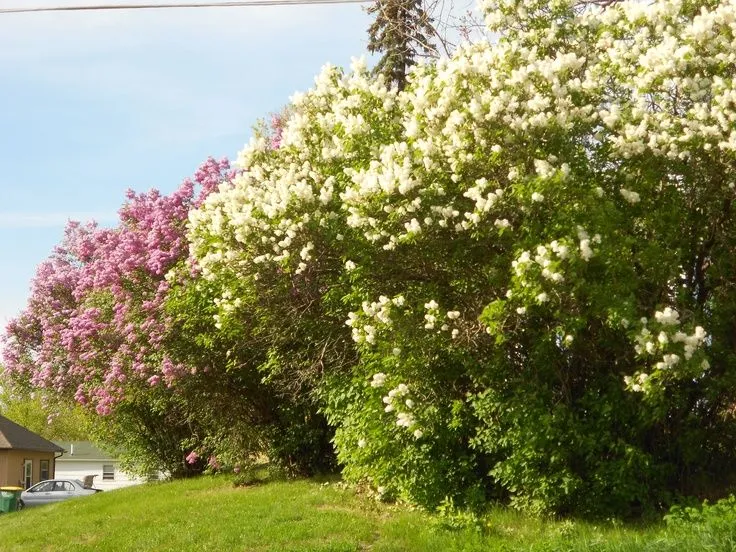 lilac bushes | Pictures I took of misc | Pinterest