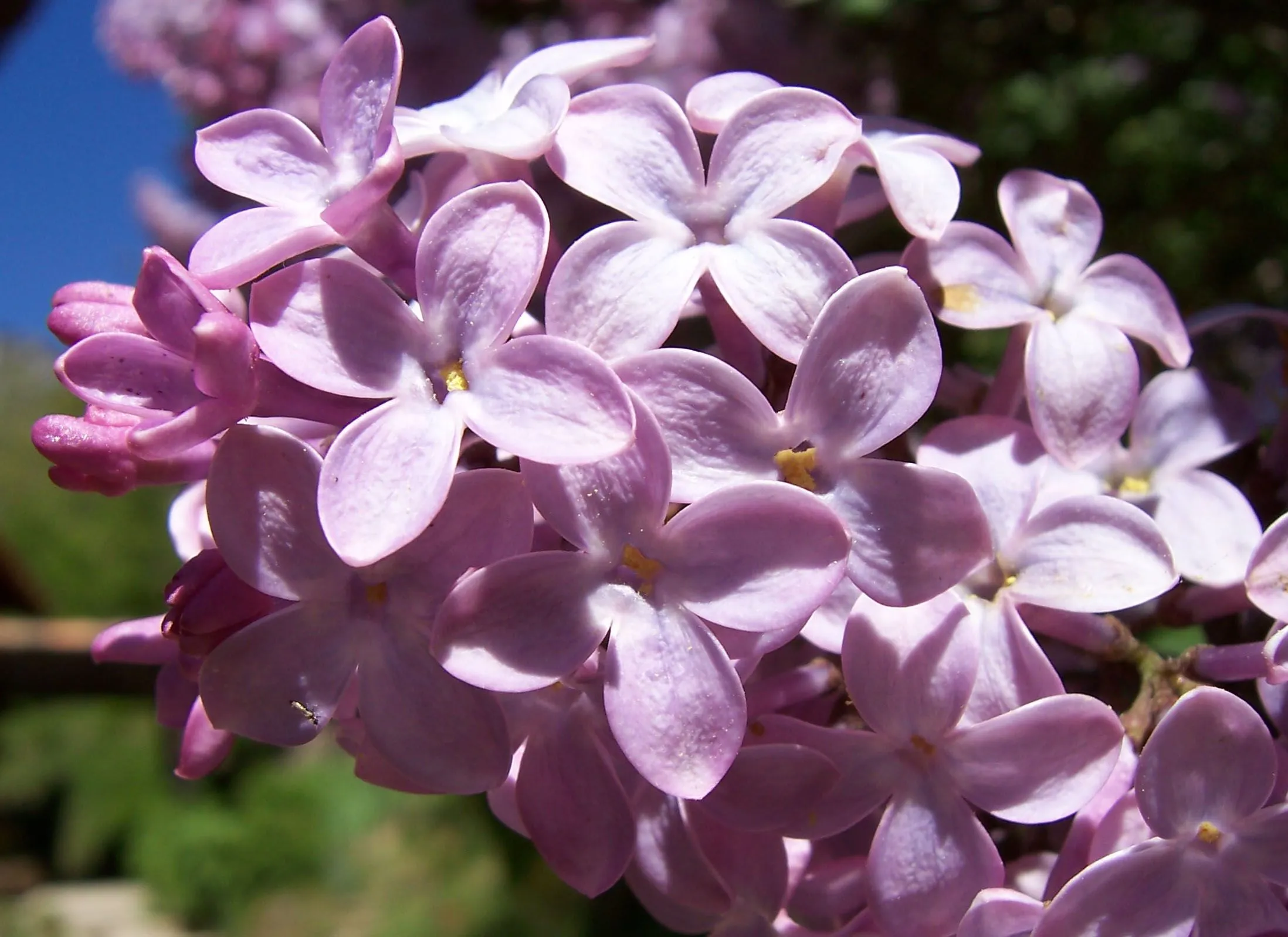 Lilas commun | Observatoire des Saisons