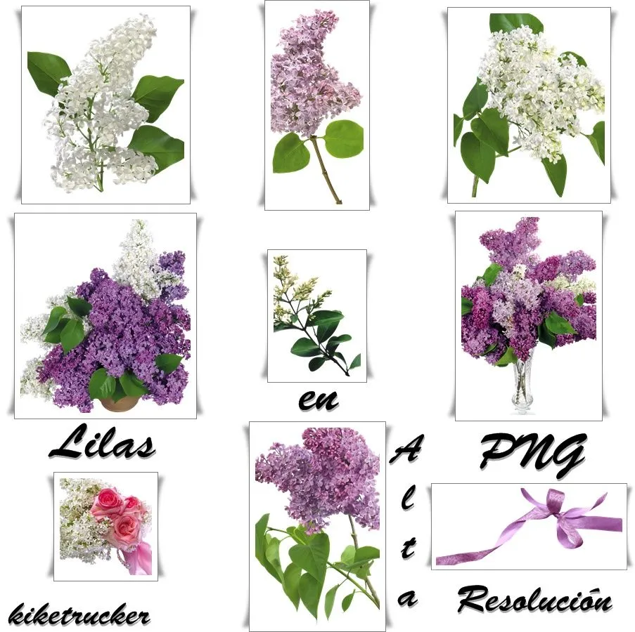 Lilas en PNG (Alta resolución) [Fotomontajes/Clipart ...