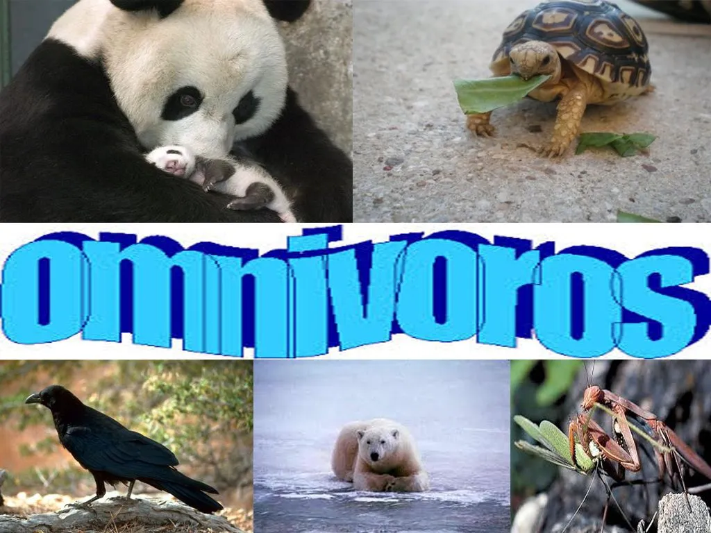 Limitaciones de los animales omnivoros | Movies and fun ...