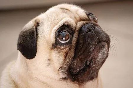 Cómo limpiar los ojos de tu Pug – Perros Pug