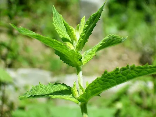 Limpieza hepatica con hierbabuena - plantasParaCurar.