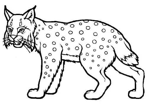 LINCE IBERICO DIBUJOS PARA COLOREAR | Dibujos para colorear