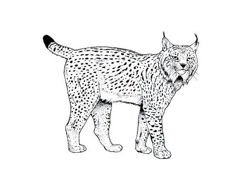 LINCE IBERICO DIBUJOS PARA COLOREAR | Dibujos para colorear