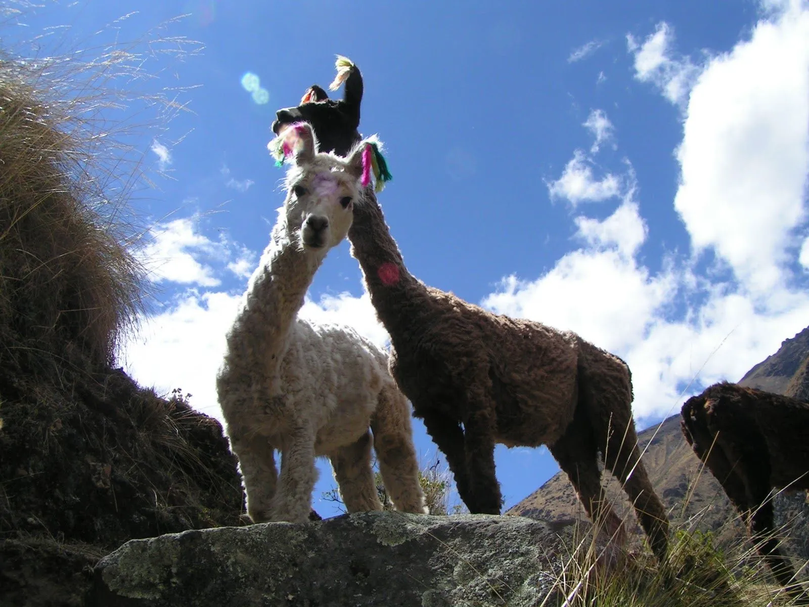 LINCHA: FRUTAS Y ANIMALES DEL PERU