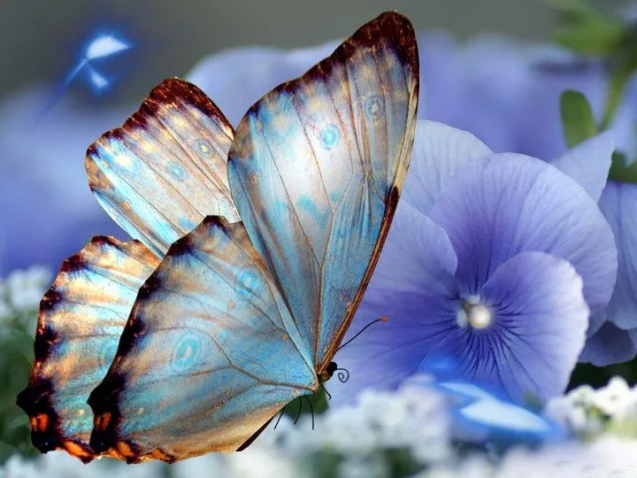 Fondo de pantalla de mariposas hermosas - Imagui