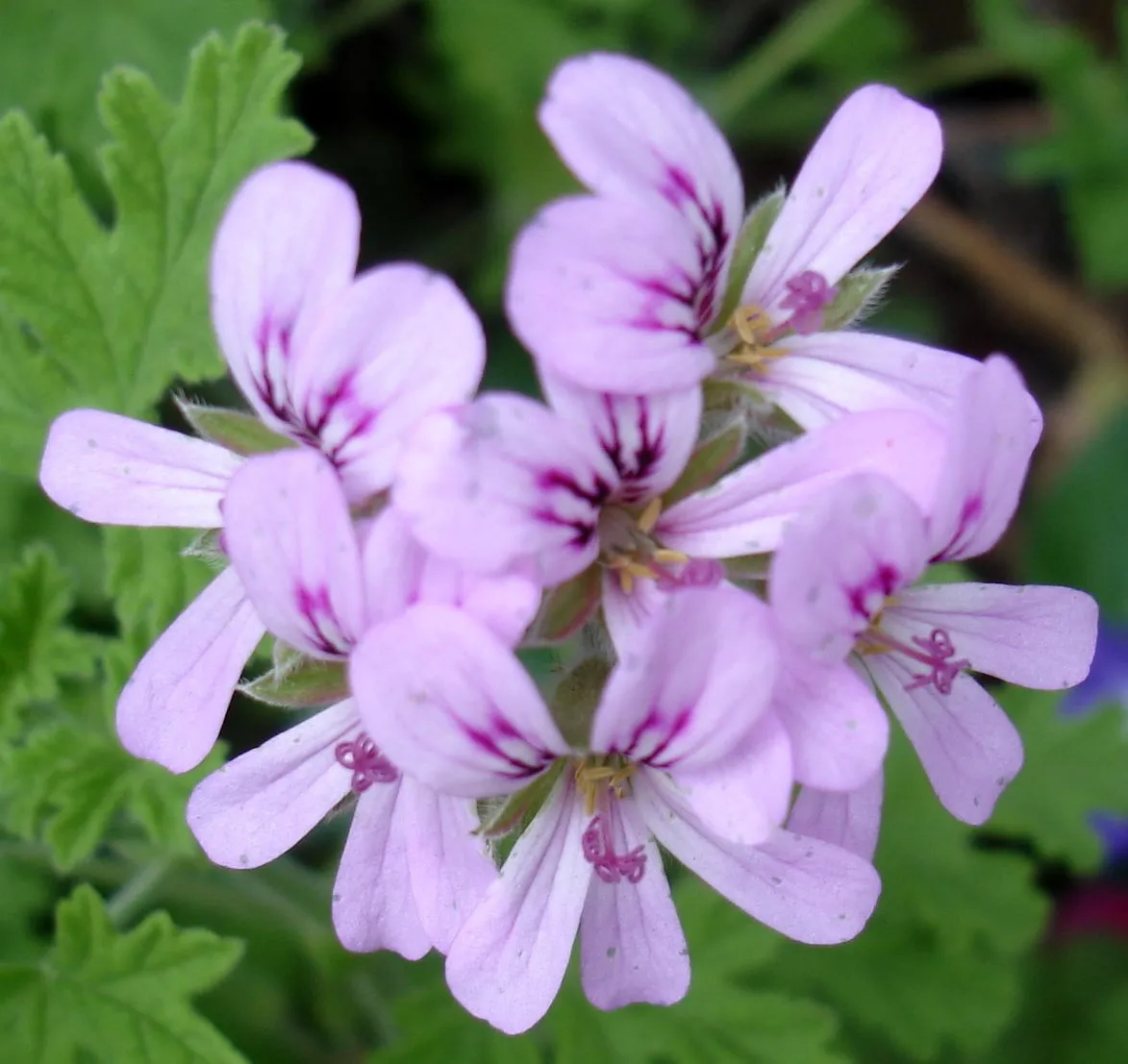 Lindas flores Chilenas | Flickr - Photo Sharing!