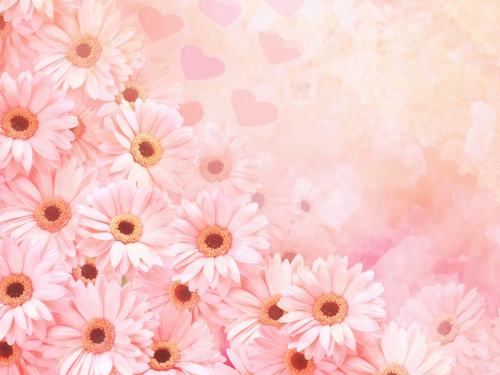 Lindas flores de color rosado | wallpapernarium