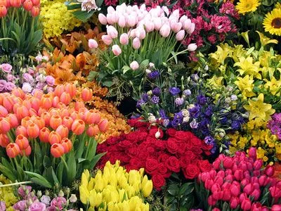 lindas flores flores bellas con olores y colores que a las damas ...