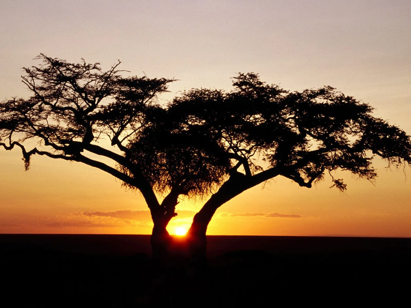 Lindas imagenes de las sabana africana. - Taringa!