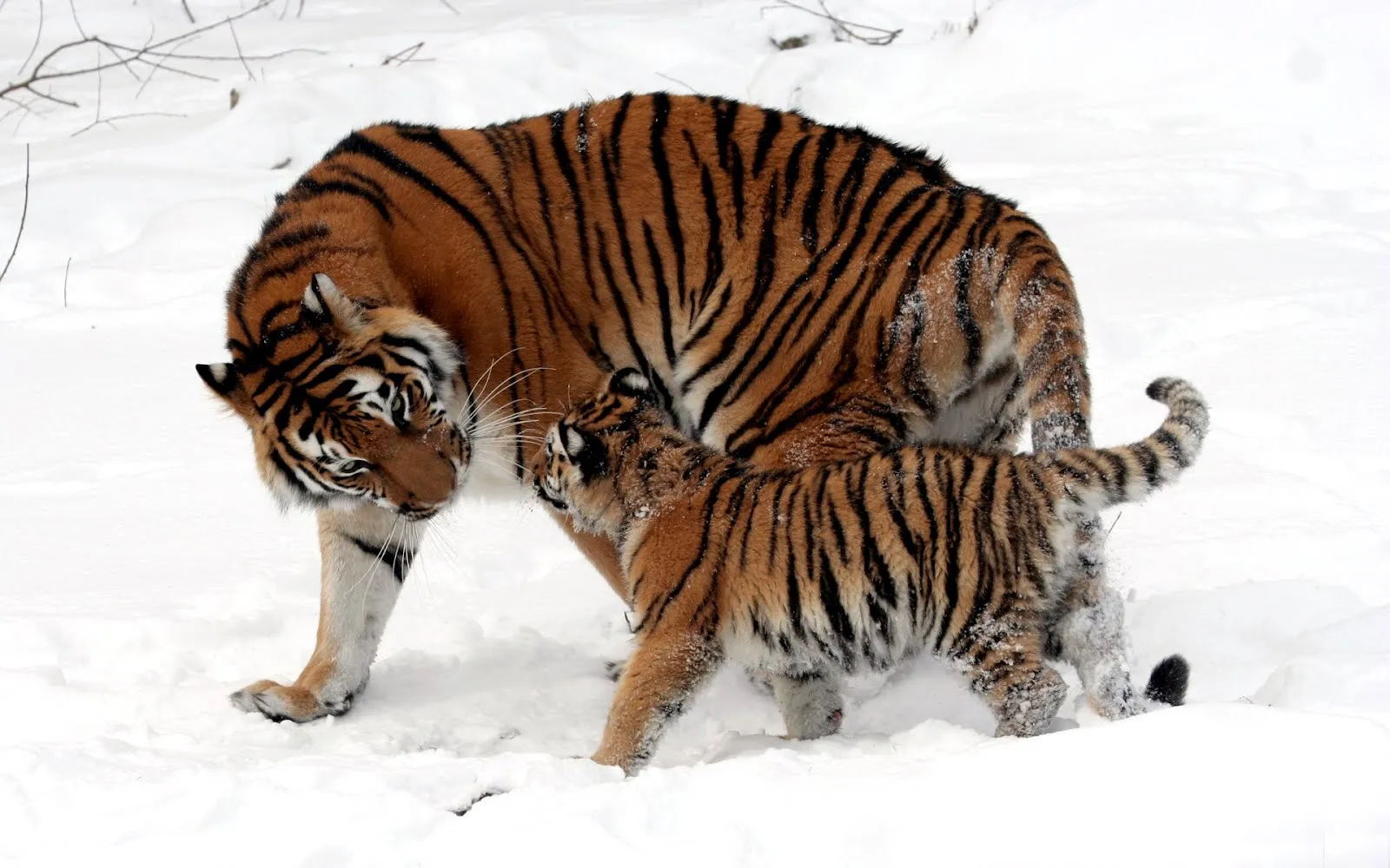 Un lindo cachorro de tigre juega con su madre, en la nieve ...