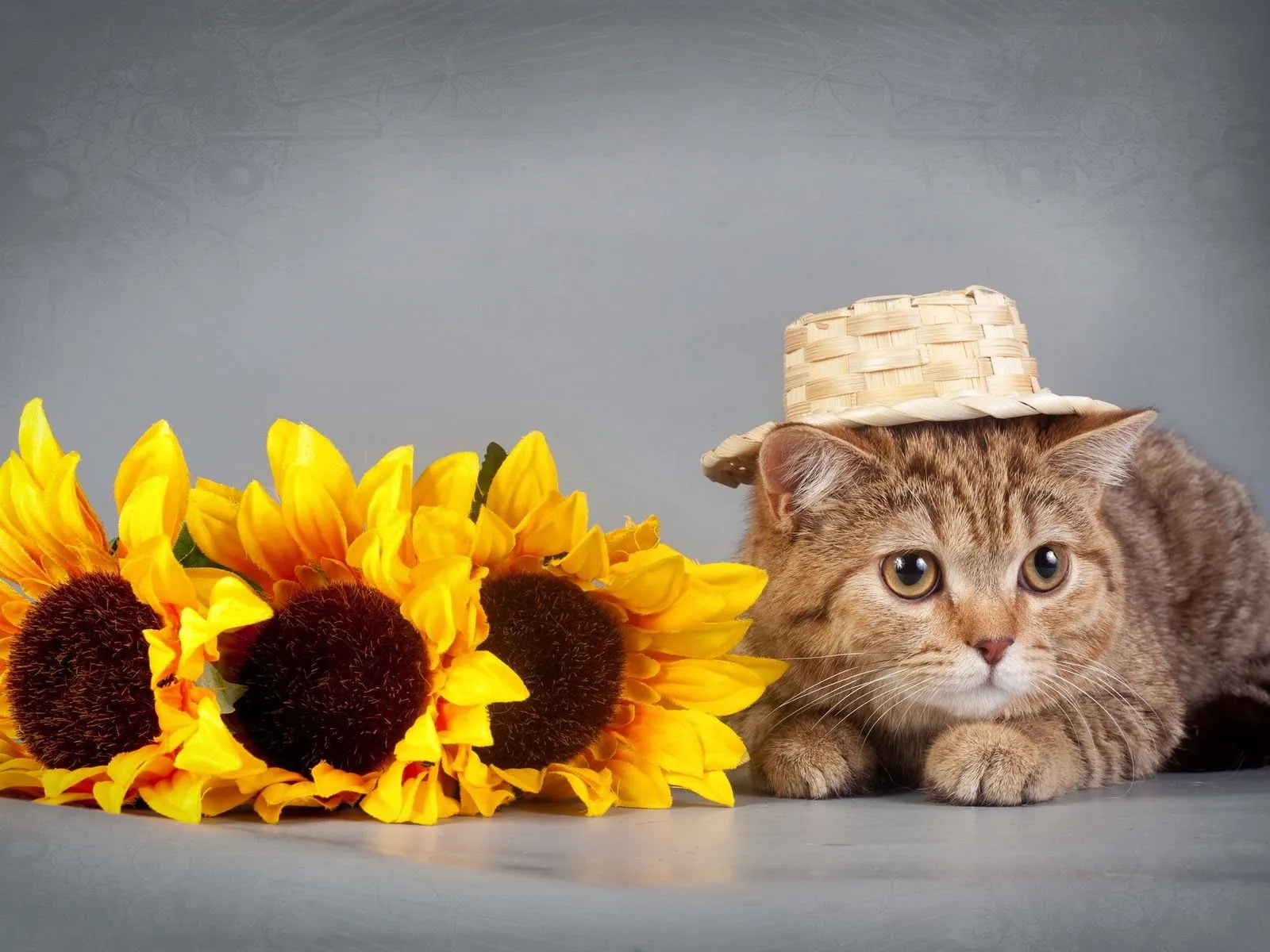 Lindo gatito con girasoles ~ Mejores Fotos del Mundo | Fotografías ...