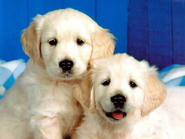 Lindos Perritos - Cachorritos Hermosos - Cute Puppies | Fotos e ...