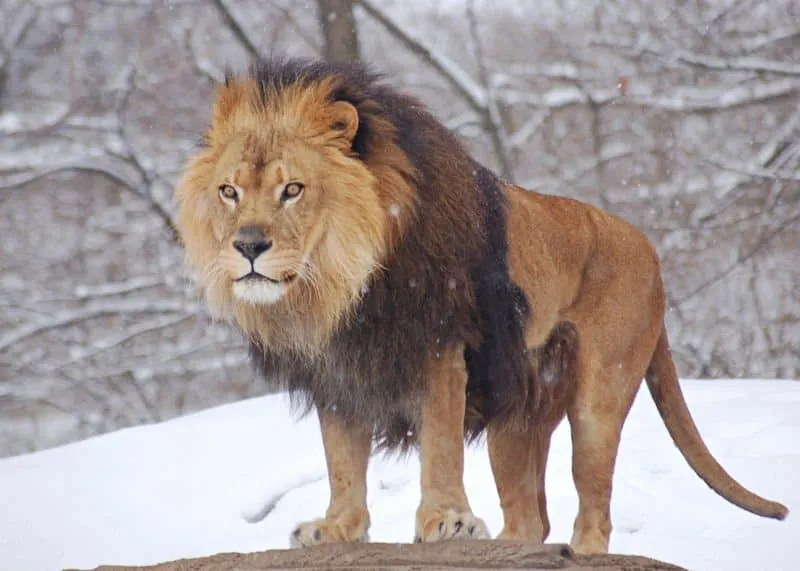 Lion (Panthera leo) - Animals - A-Z Animals - Animal Facts ...