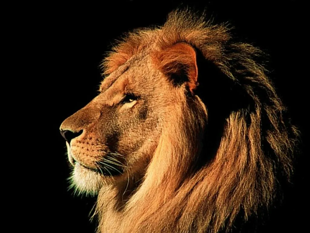 Lion wallpapers mac os x,Lion pictures mac os x,Lion images mac os x ...