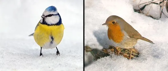 LIPU Genova Atlante degli Uccelli d'Italia in inverno progetto ...