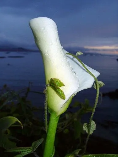 LIRIO GORDO (Cala, Lirio de agua, Alcatraz, Aro de Etiopía ...