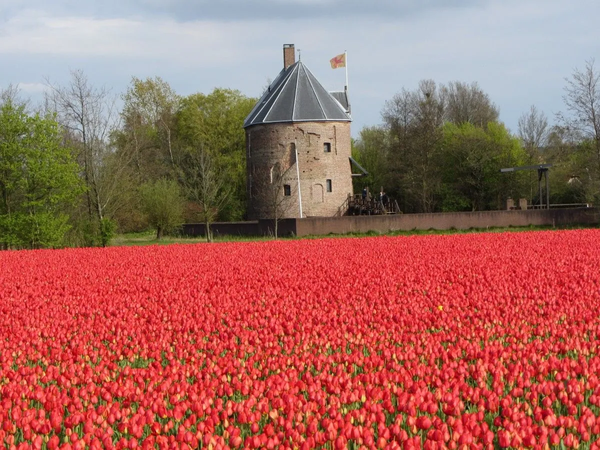 Lisse, el corazón de los campos flores de bulbos | NuryBury