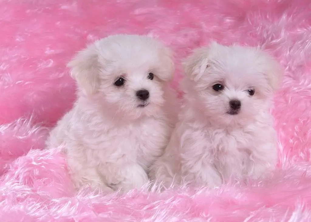 Adorables perritos en color blanco - Little puppies | Banco de ...