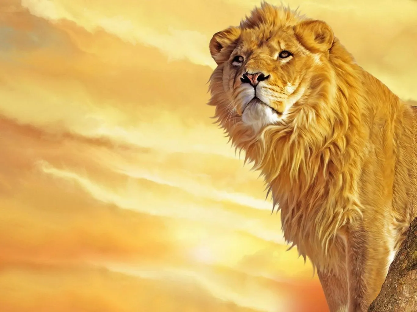 LiveS, Lion of Zion