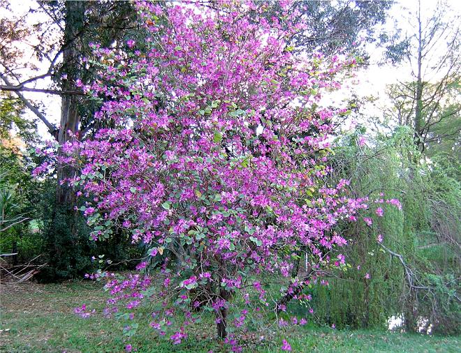 como se llama este arbol ? - Foro de InfoJardín