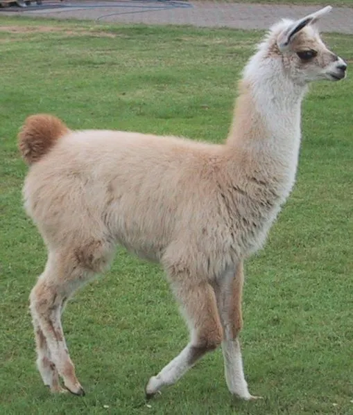 Llama (Lama Glama) - Animals - A-Z Animals - Animal Facts ...