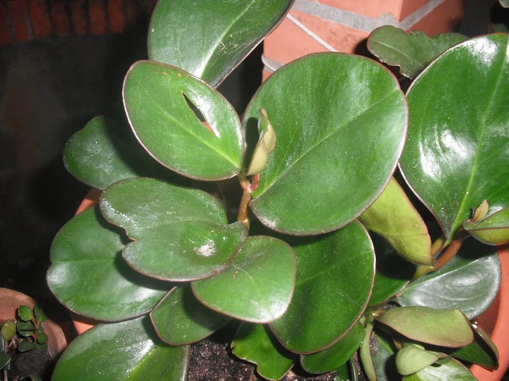 COMO SE LLAMA ESTA PLANTA | Cuidar de tus plantas es facilisimo.