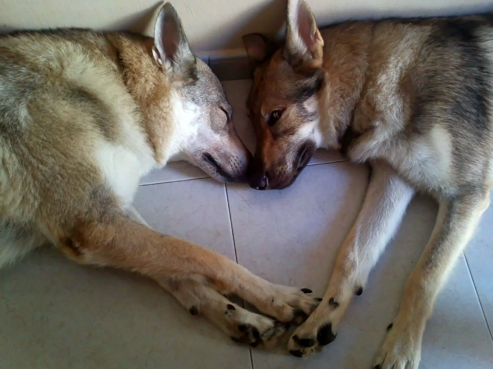 LA LLAMADA DEL LOBO: PROTOCOLO DE BIENESTAR PARA EL PERRO LOBO ...