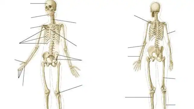 Cómo se llaman estos huesos? - ABC.es