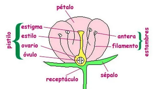 Como se llaman las partes de una flor | Como se llama