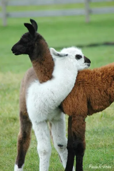 Llamas!!