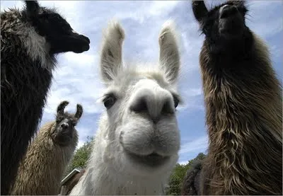 Llamas: Vaccine Factories For HIV | That's B.S. !!!