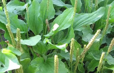 Llantén: Propiedades curativas - Buena Salud