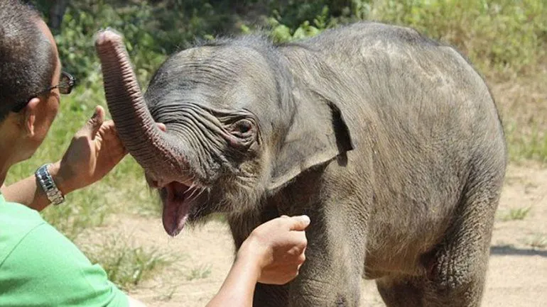 El llanto de un elefante bebé despreciado por su madre - Taringa!