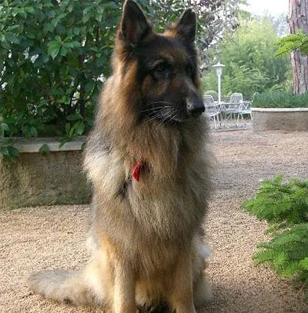 Llega un bebé y quieren matar a su perro la semana que viene ...