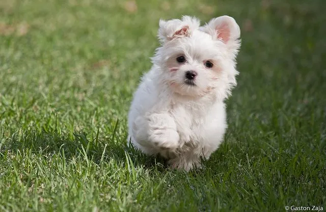 La llegada a casa del Bichon Maltes - Bichon Maltes | Web dedicada ...