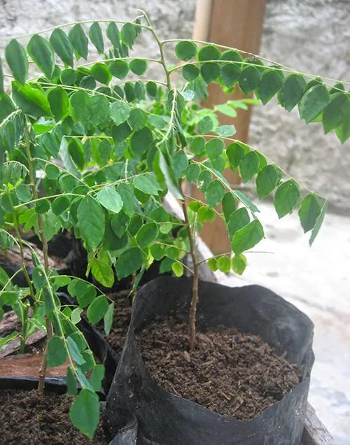 Llegan los Arbolitos de Tamarindo Chino / Star... - La Casa Abya Yala