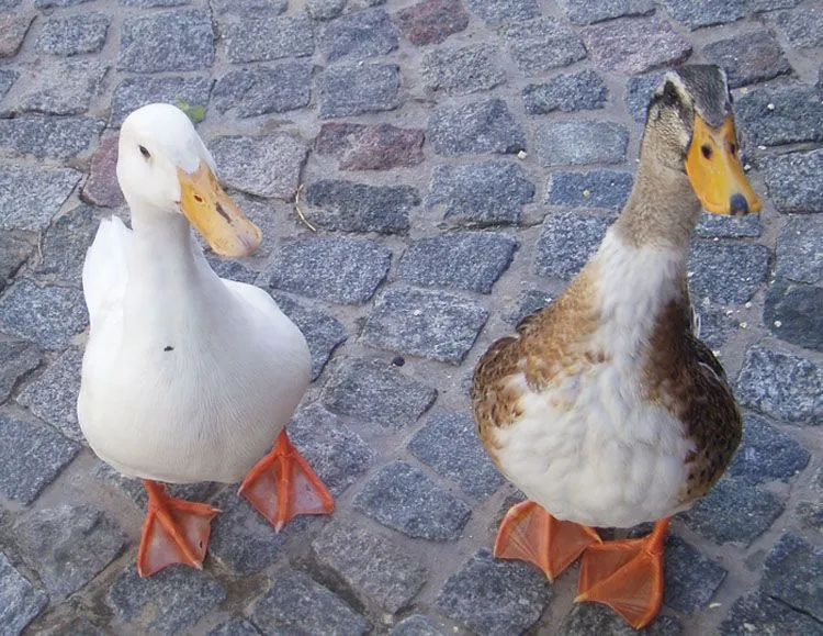 Llegaron los patos a Taringa! - Taringa!