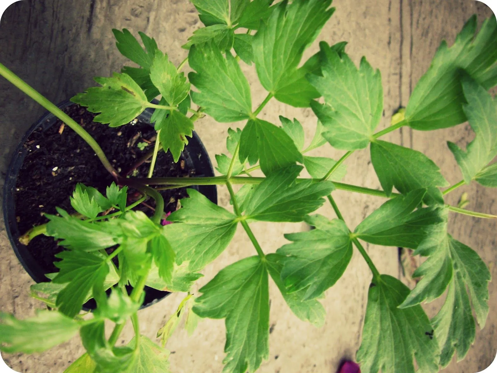 Llueve Diamantina: Cosas que hacer: Más de mis plantas bonitas.