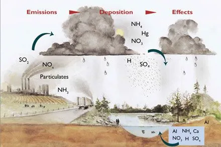 La lluvia ácida y el ciclo del nitrógeno en Bosques: El papel del ...