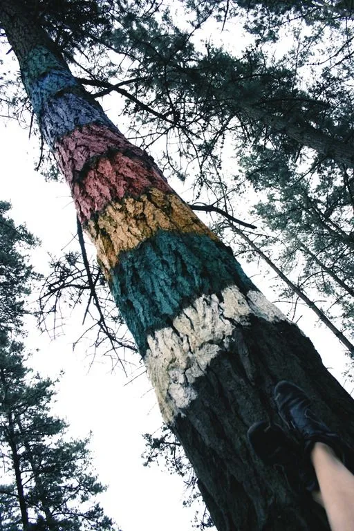 y los días de lluvia caminaré por árboles arcoiris | panoplia