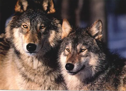 Loba y lobo adultos | Flickr - Photo Sharing!