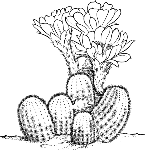 Lobivia Famatimensis Cactus coloring page | Super Coloring